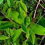 Crocanthemum canadenseLeaf