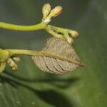 Ruehssia rubrofusca Bark