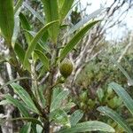 Podocarpus lucienii 整株植物