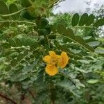 Senna auriculata Flower