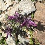 Bartsia alpina Blomma