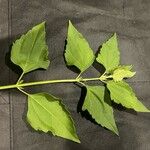 Chromolaena odorata 葉