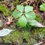 Rubus pedatus Folla
