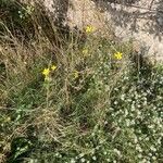 Lactuca viminea Habitat