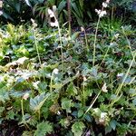 Begonia obliqua Hábito