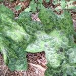 Podophyllum cv. 'Kaleidoscope' 葉