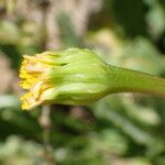 Hedypnois rhagadioloides Flor