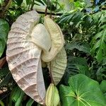 Aristolochia grandiflora Fruchs