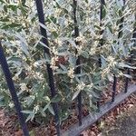 Phillyrea angustifolia Kvet
