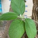 Cordia boissieri 葉