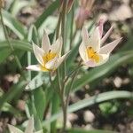 Tulipa turkestanica Flor