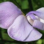 Vigna vexillata Flor