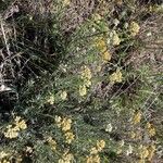 Helichrysum rupestre Floare
