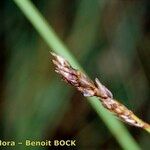 Carex dioica ഫലം