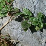 Scutellaria alpina Leaf