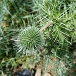 Echinops spinosissimus Fruct
