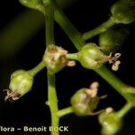 Bosea yervamora Fruit