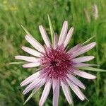 Tragopogon porrifolius花