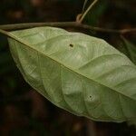 Discophora guianensis Leaf