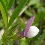 Vicia bithynica Květ