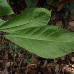 Rothmannia whitfieldii Leaf
