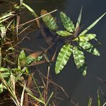 Persicaria amphibia Liść