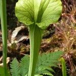 Sarracenia flava Folio