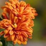 Chrysanthemum indicum Flower