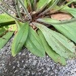 Plantago virginica 叶