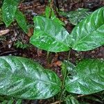 Tricalysia vadensis Leaf