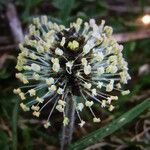 Plantago atrata Flower