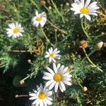 Argyranthemum foeniculaceum Цвят