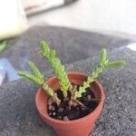 Crassula muscosa Yaprak