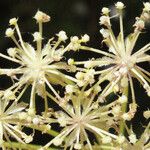 Laserpitium halleri Flower