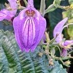 Brillantaisia cicatricosa Floro