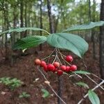 Aronia arbutifolia Fruit