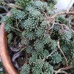 Monanthes subcrassicaulis Yaprak