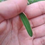 Chamaesyce hypericifolia Лист
