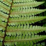 Cyathea cyatheoides Folla
