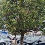Pyrus calleryana Hábito