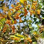Duranta erecta Mbuma