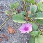 Ipomoea pes-caprae ᱵᱟᱦᱟ