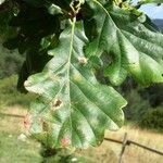 Quercus × cerrioides