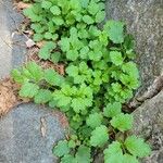 Cardamine impatiens Folla