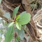 Ficus craterostoma 葉