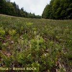 Lycopodium tristachyum Habitatea