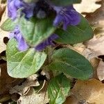 Ajuga reptans পাতা