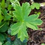 Geranium reflexum Folha