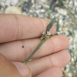 Polygonum raii Flower