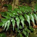 Asplenium polyodon Levél